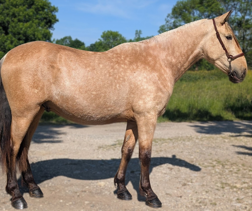 Caballo castrado PRE Pura Raza Espa&ntilde;ola En venta 2022 Isabelo