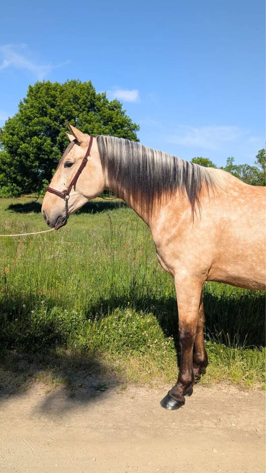 Caballo castrado PRE Pura Raza Espa&ntilde;ola En venta 2022 Isabelo