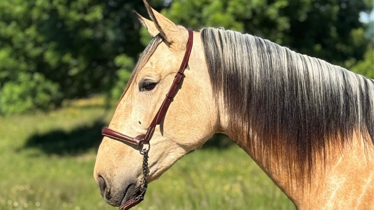 Caballo castrado PRE Pura Raza Espa&ntilde;ola En venta 2022 Isabelo