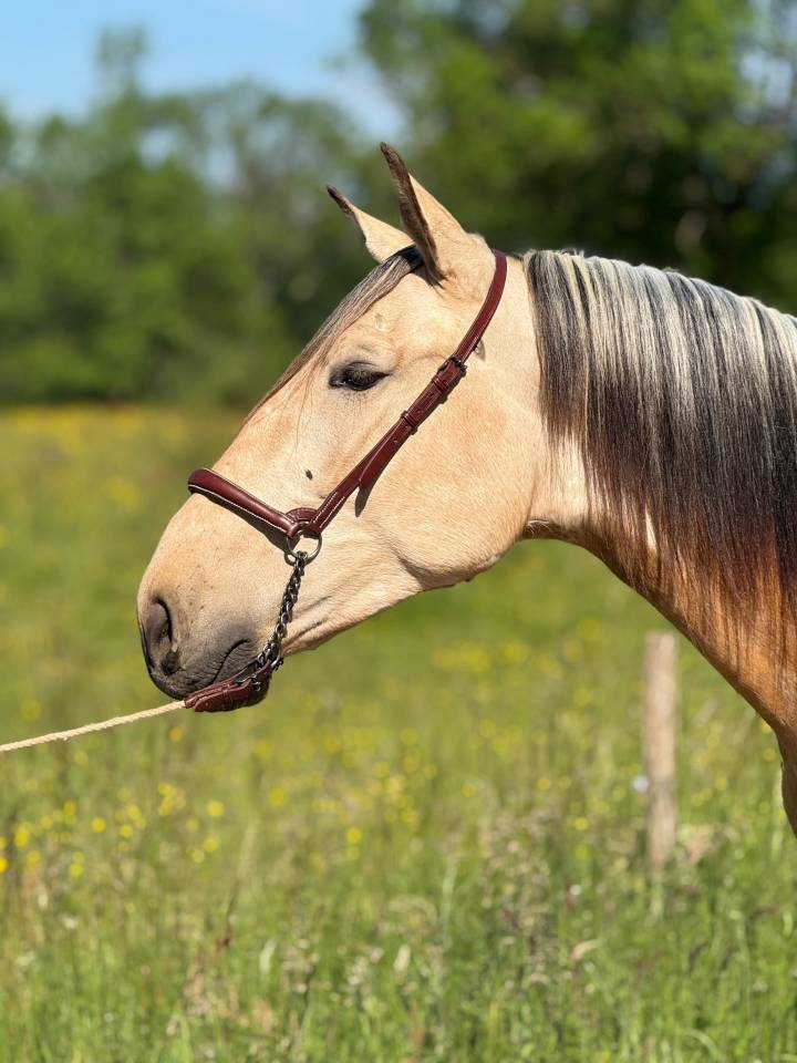 Caballo castrado PRE Pura Raza Espa&ntilde;ola En venta 2022 Isabelo