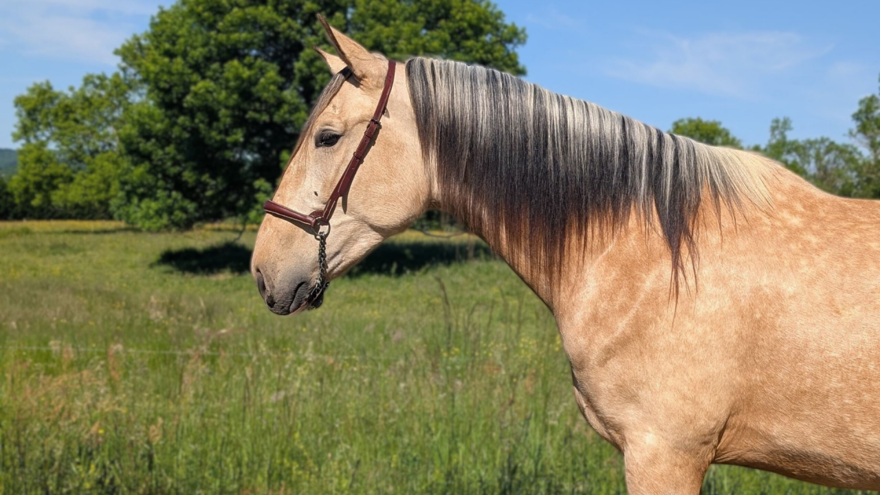 Caballo castrado PRE Pura Raza Espa&ntilde;ola En venta 2022 Isabelo