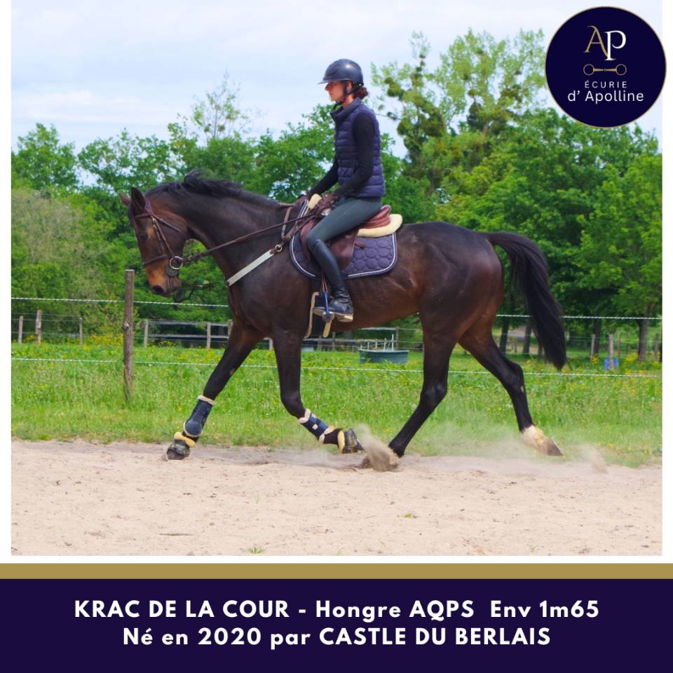 Caballo castrado AQPS En venta 2020 Bayo