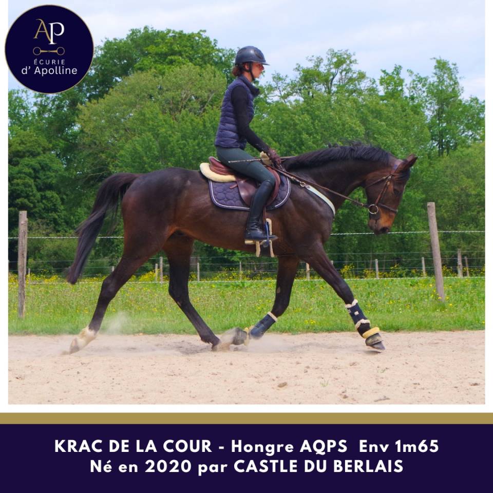 Caballo castrado AQPS En venta 2020 Bayo