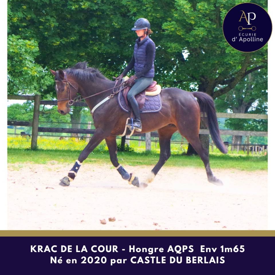Caballo castrado AQPS En venta 2020 Bayo