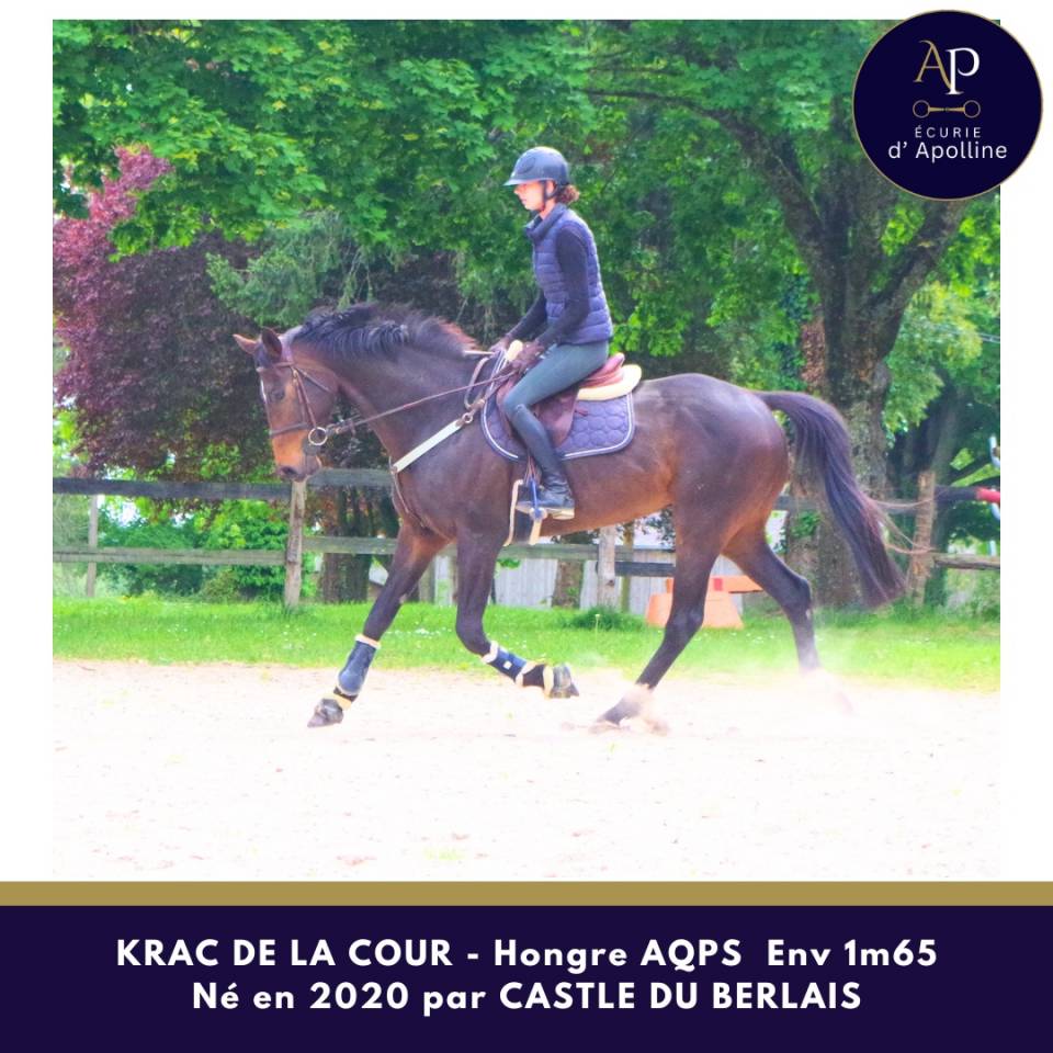 Caballo castrado AQPS En venta 2020 Bayo