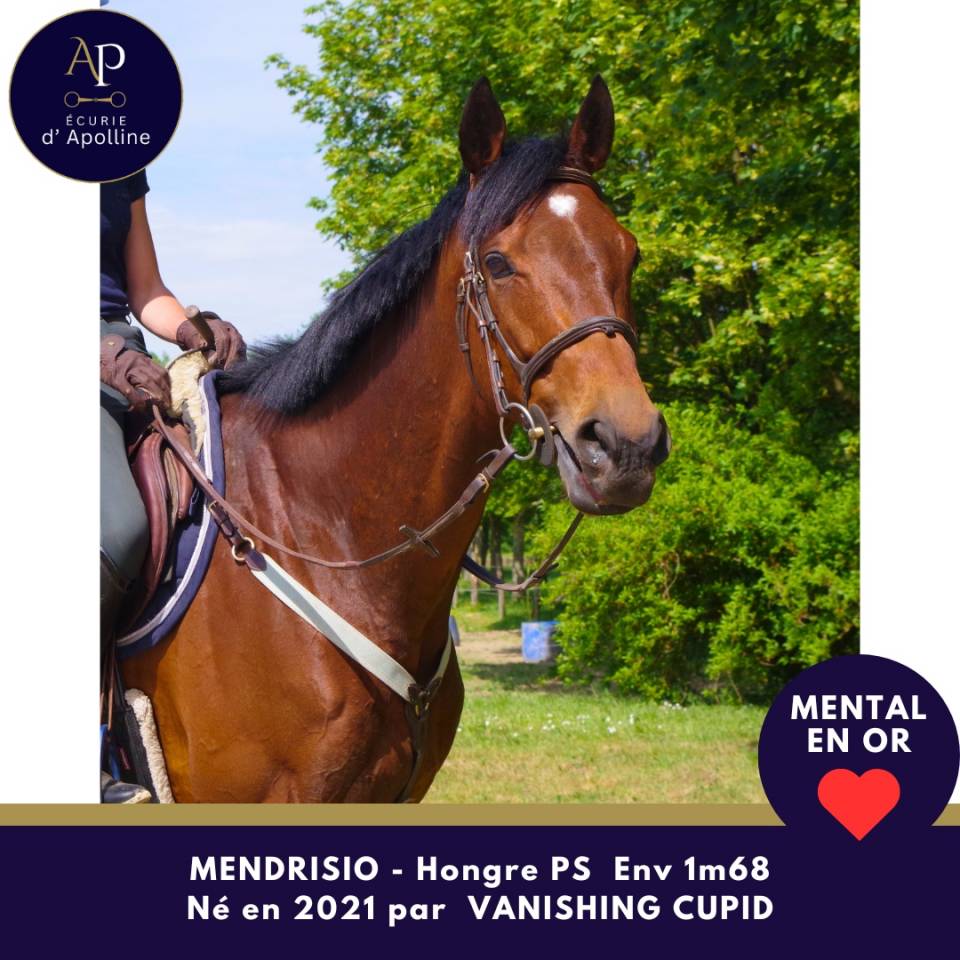 Caballo castrado Pura Sangre En venta 2021 Bayo