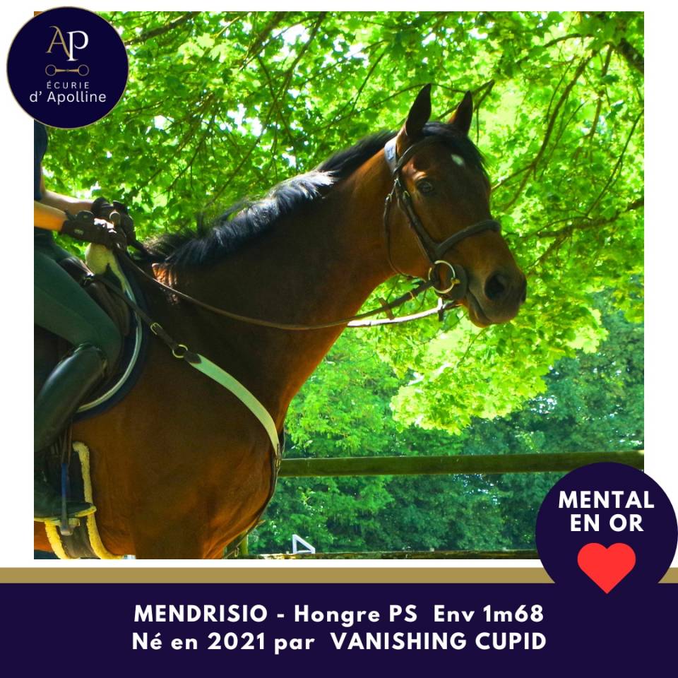 Caballo castrado Pura Sangre En venta 2021 Bayo