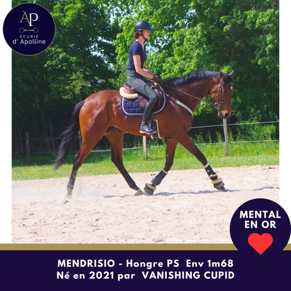 Caballo castrado Pura Sangre En venta 2021 Bayo