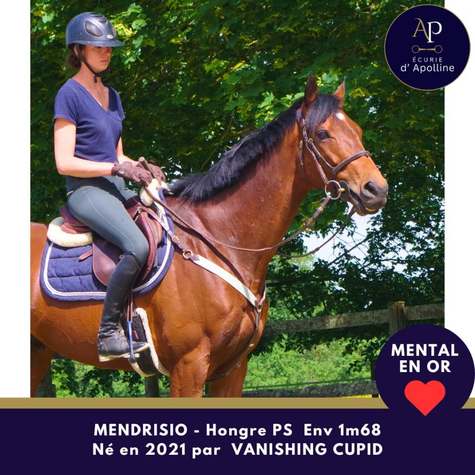 Caballo castrado Pura Sangre En venta 2021 Bayo