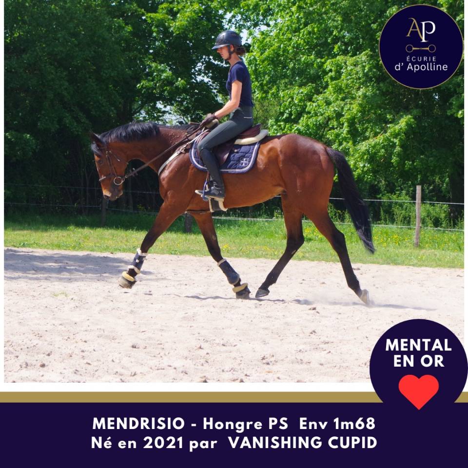 Caballo castrado Pura Sangre En venta 2021 Bayo