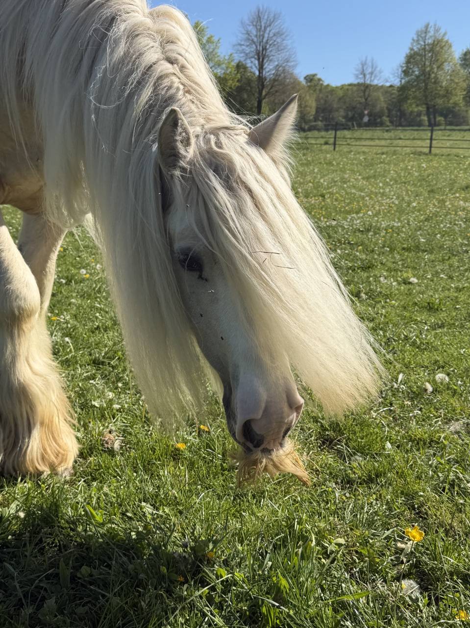 Caballo castrado Gypsy Cob En venta 2017 Palomino