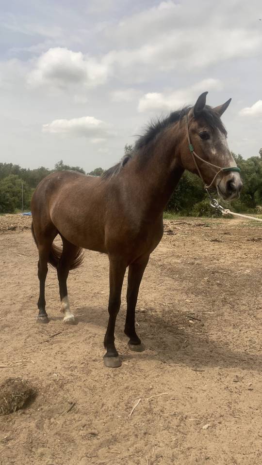 Potra PRE en venta