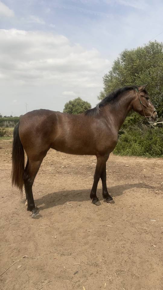 Potra PRE en venta