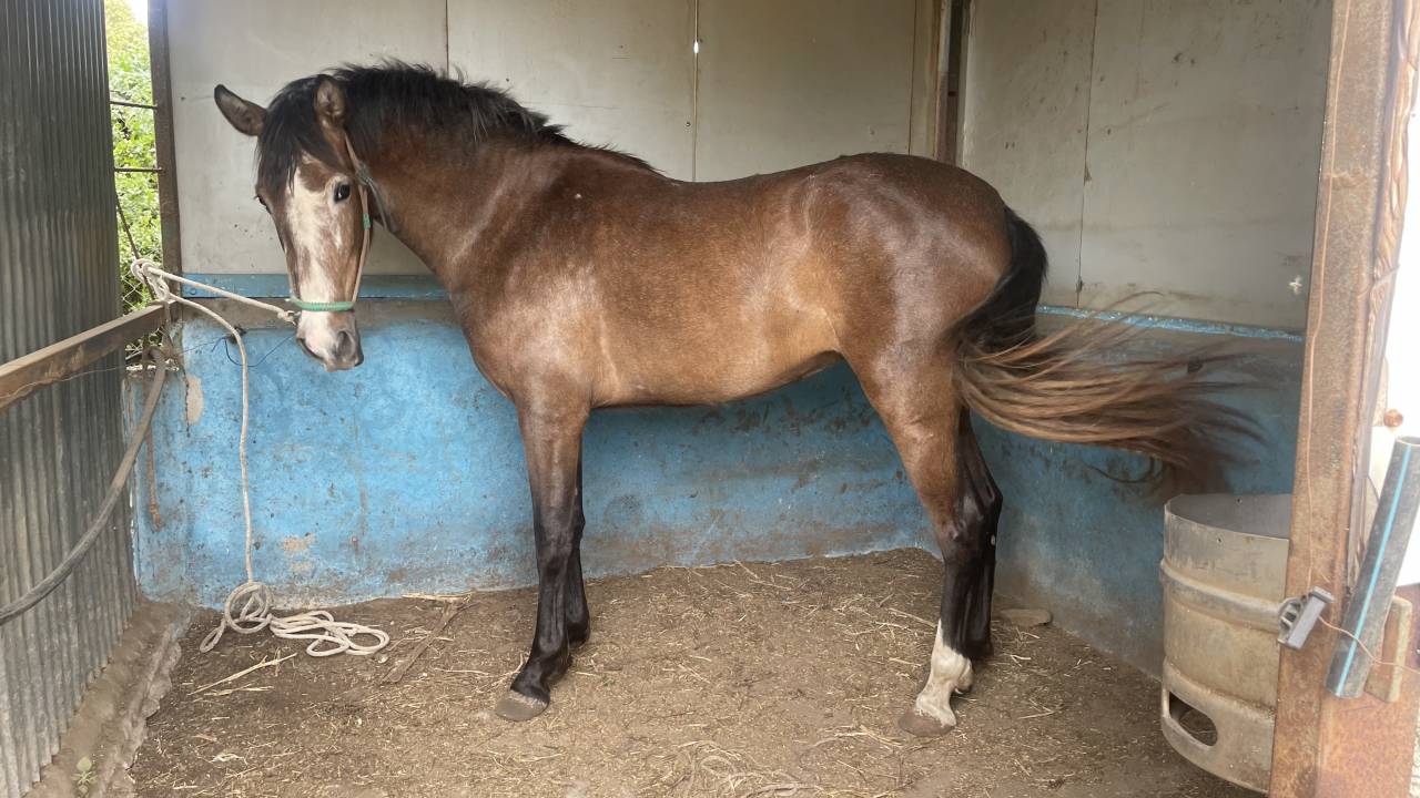 Potra PRE en venta