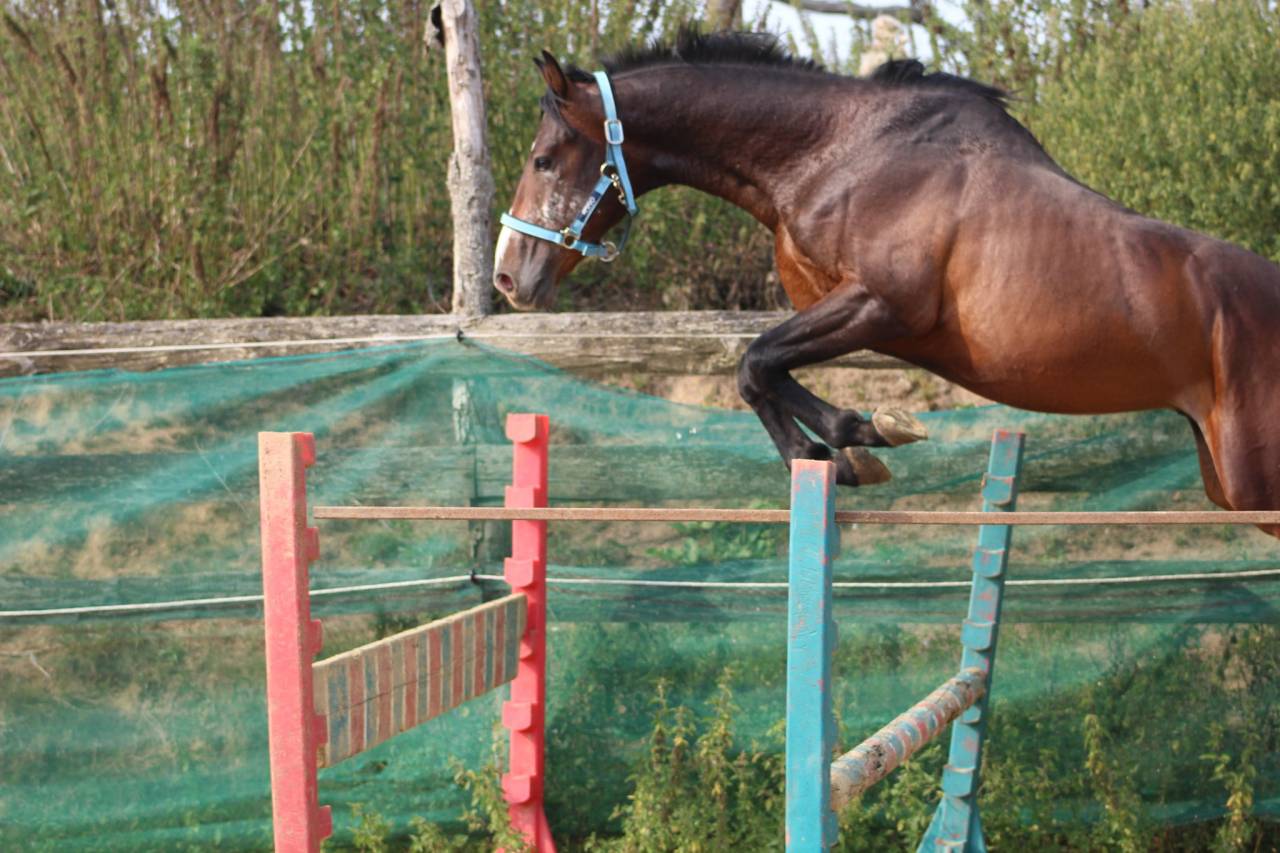 Caballo castrado Poni de Silla Belga En venta 2022 Bayo moreno por dallas van overis
