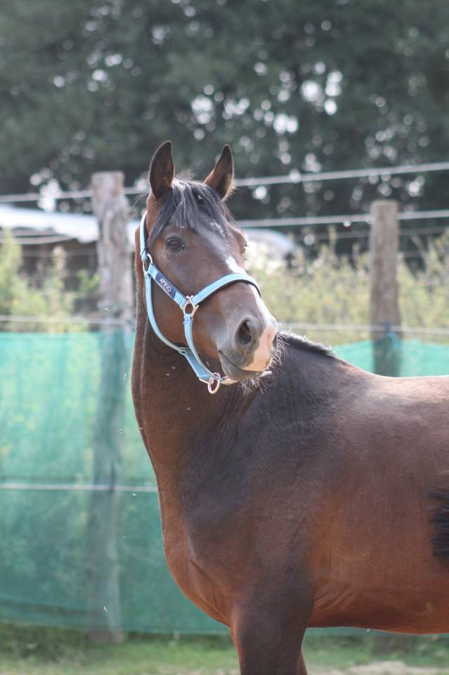 Caballo castrado Poni de Silla Belga En venta 2022 Bayo moreno por dallas van overis