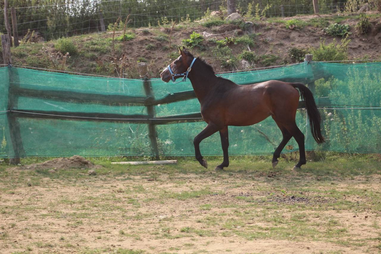 Caballo castrado Poni de Silla Belga En venta 2022 Bayo moreno por dallas van overis