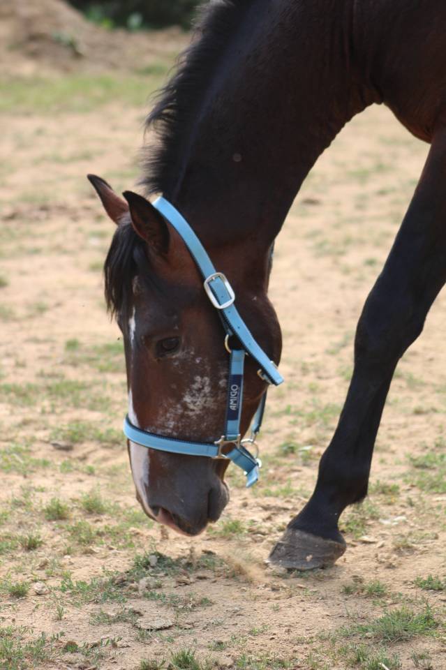 Caballo castrado Poni de Silla Belga En venta 2022 Bayo moreno por dallas van overis