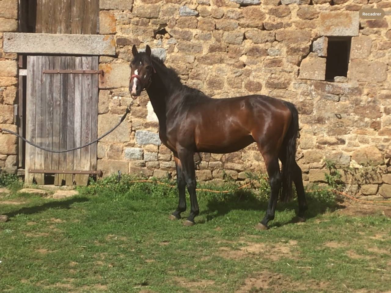 Caballo castrado Poni de Silla Belga En venta 2022 Bayo moreno por dallas van overis