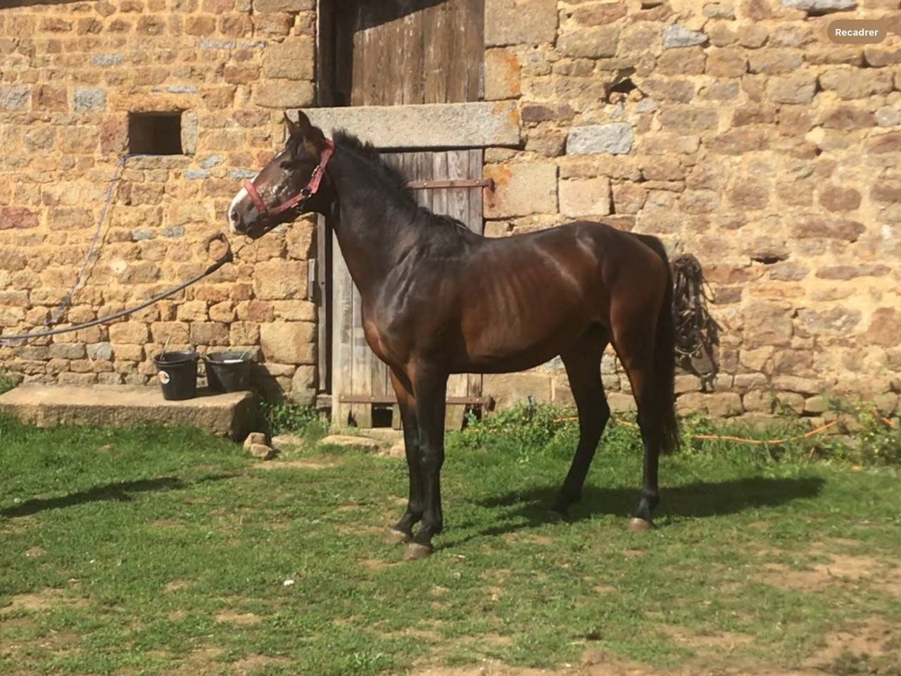 Caballo castrado Poni de Silla Belga En venta 2022 Bayo moreno por dallas van overis