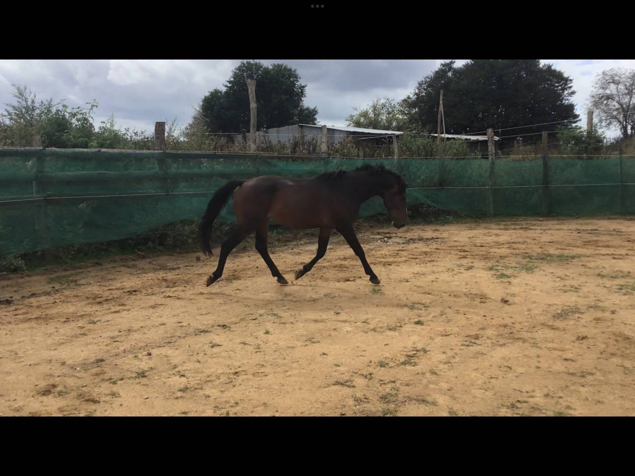 Caballo castrado Poni de Silla Belga En venta 2022 Bayo moreno por dallas van overis