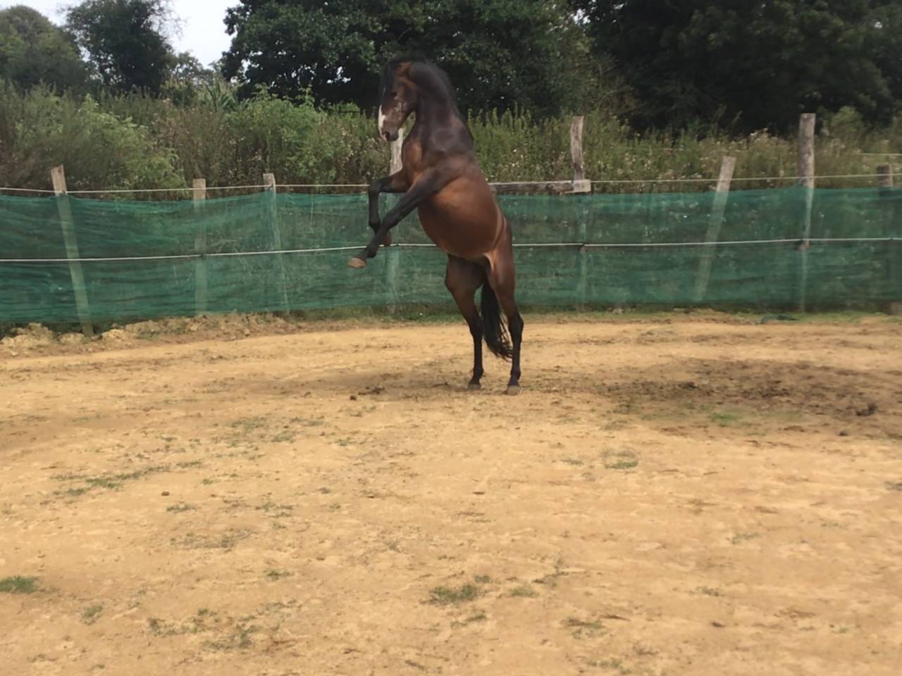 Caballo castrado Poni de Silla Belga En venta 2022 Bayo moreno por dallas van overis
