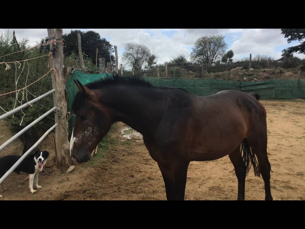 Caballo castrado Poni de Silla Belga En venta 2022 Bayo moreno por dallas van overis