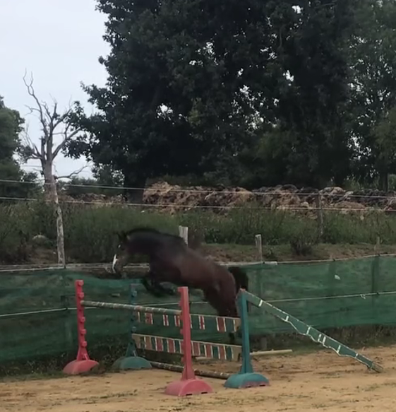Caballo castrado Poni de Silla Belga En venta 2022 Bayo moreno por dallas van overis
