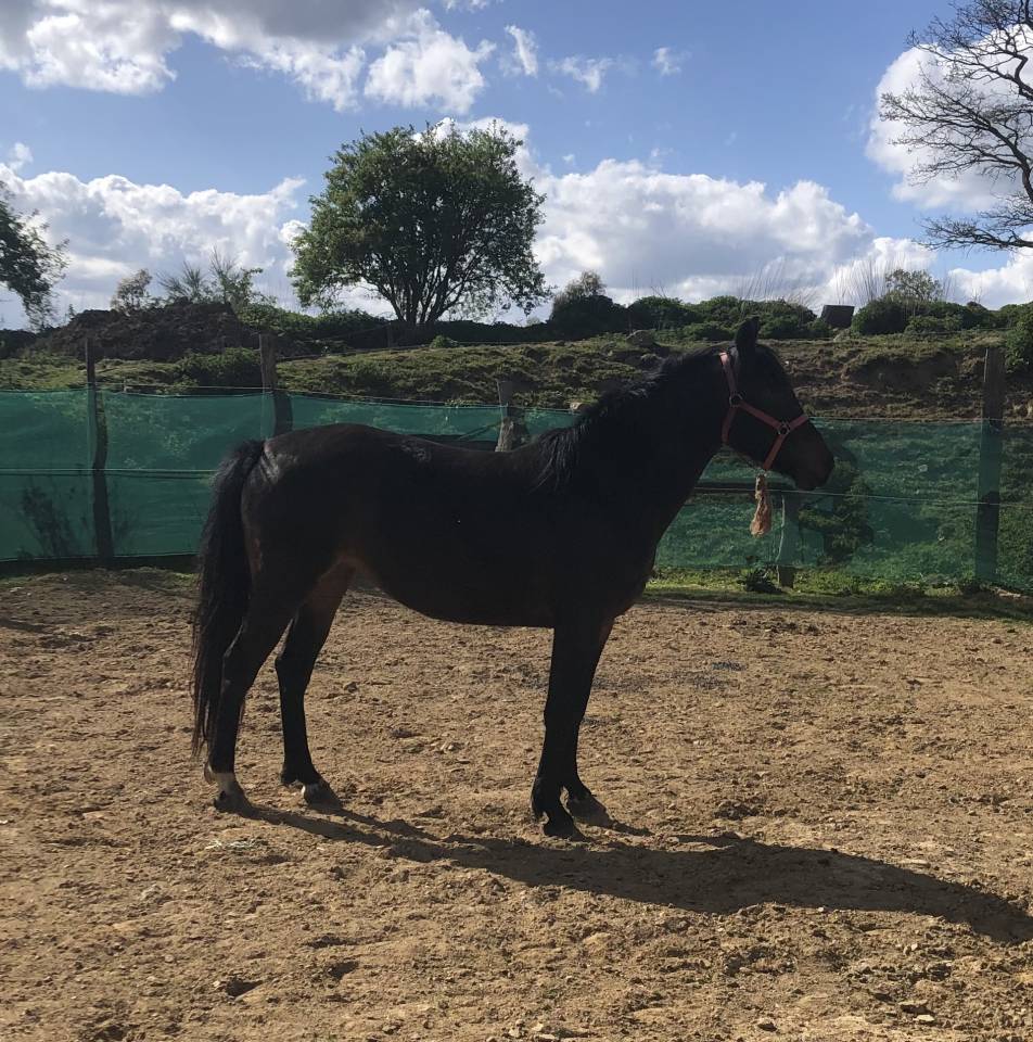 Yegua Poni de Silla Belga En venta 2021 Negro