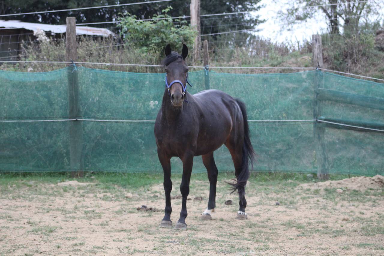 Yegua Poni de Silla Belga En venta 2021 Negro