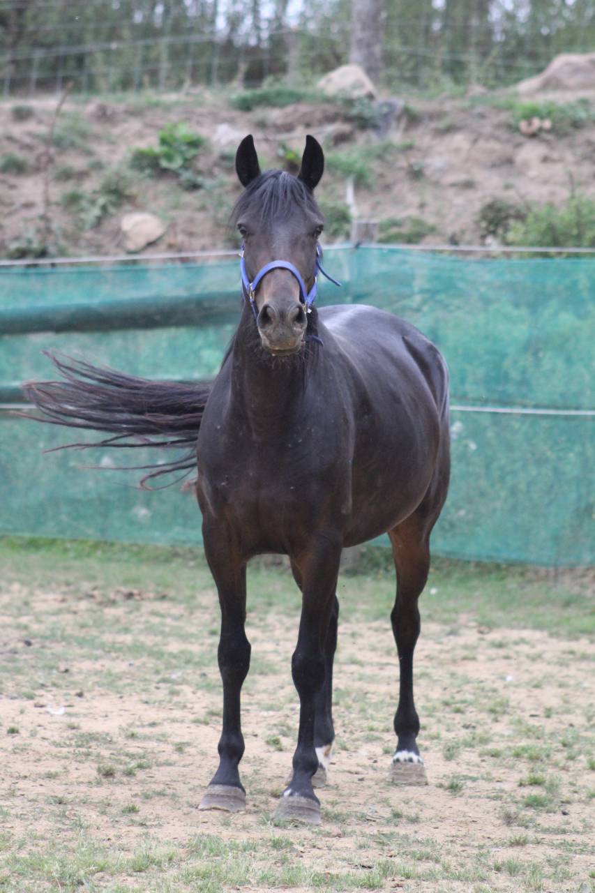 Yegua Poni de Silla Belga En venta 2021 Negro