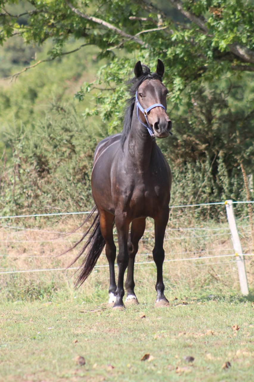 Yegua Poni de Silla Belga En venta 2021 Negro