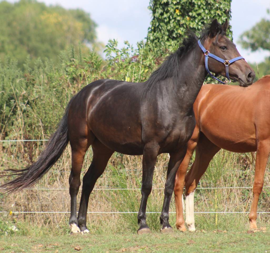 Yegua Poni de Silla Belga En venta 2021 Negro