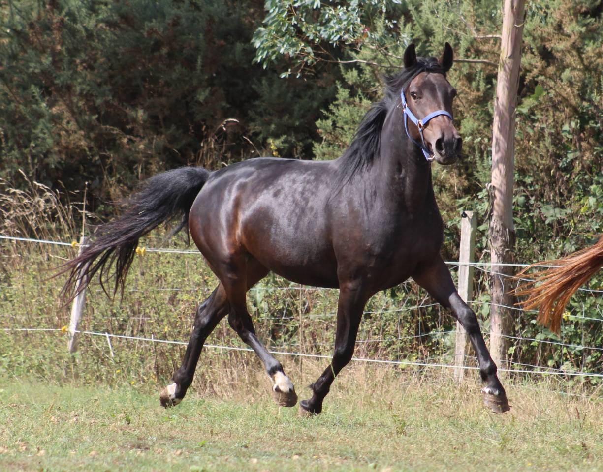 Yegua Poni de Silla Belga En venta 2021 Negro