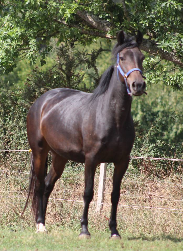 Yegua Poni de Silla Belga En venta 2021 Negro