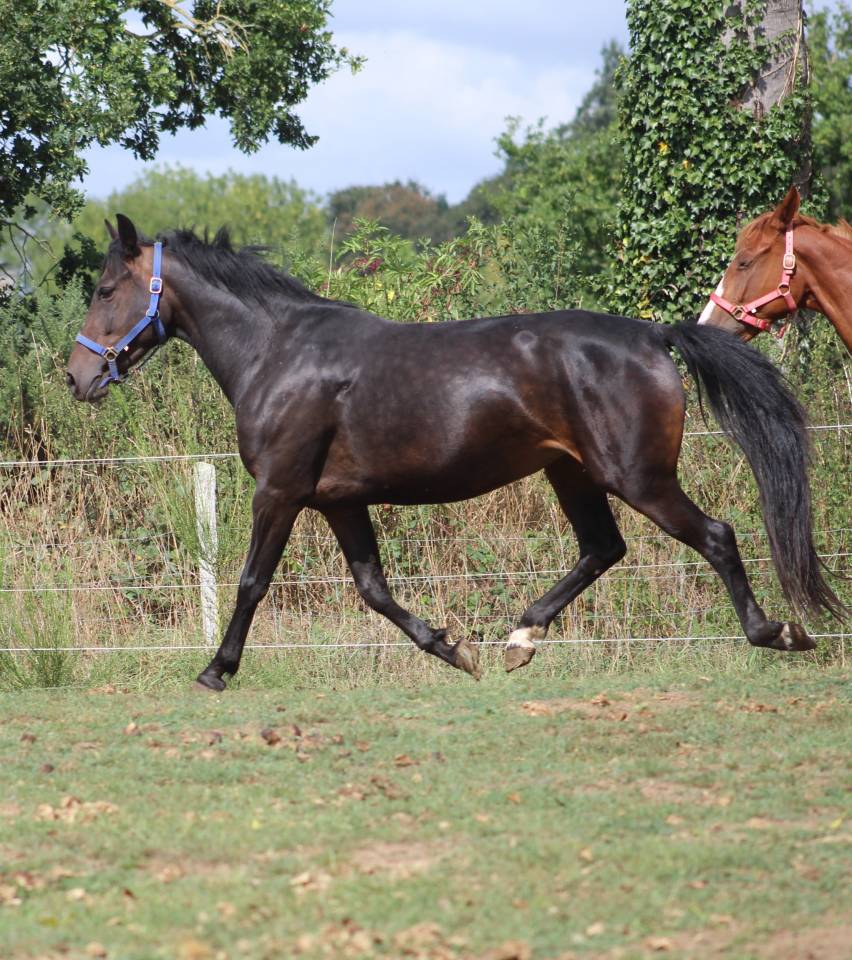Yegua Poni de Silla Belga En venta 2021 Negro