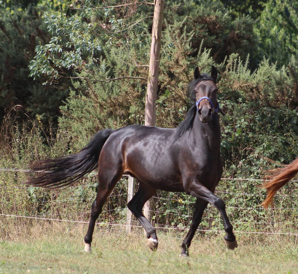 Yegua Poni de Silla Belga En venta 2021 Negro