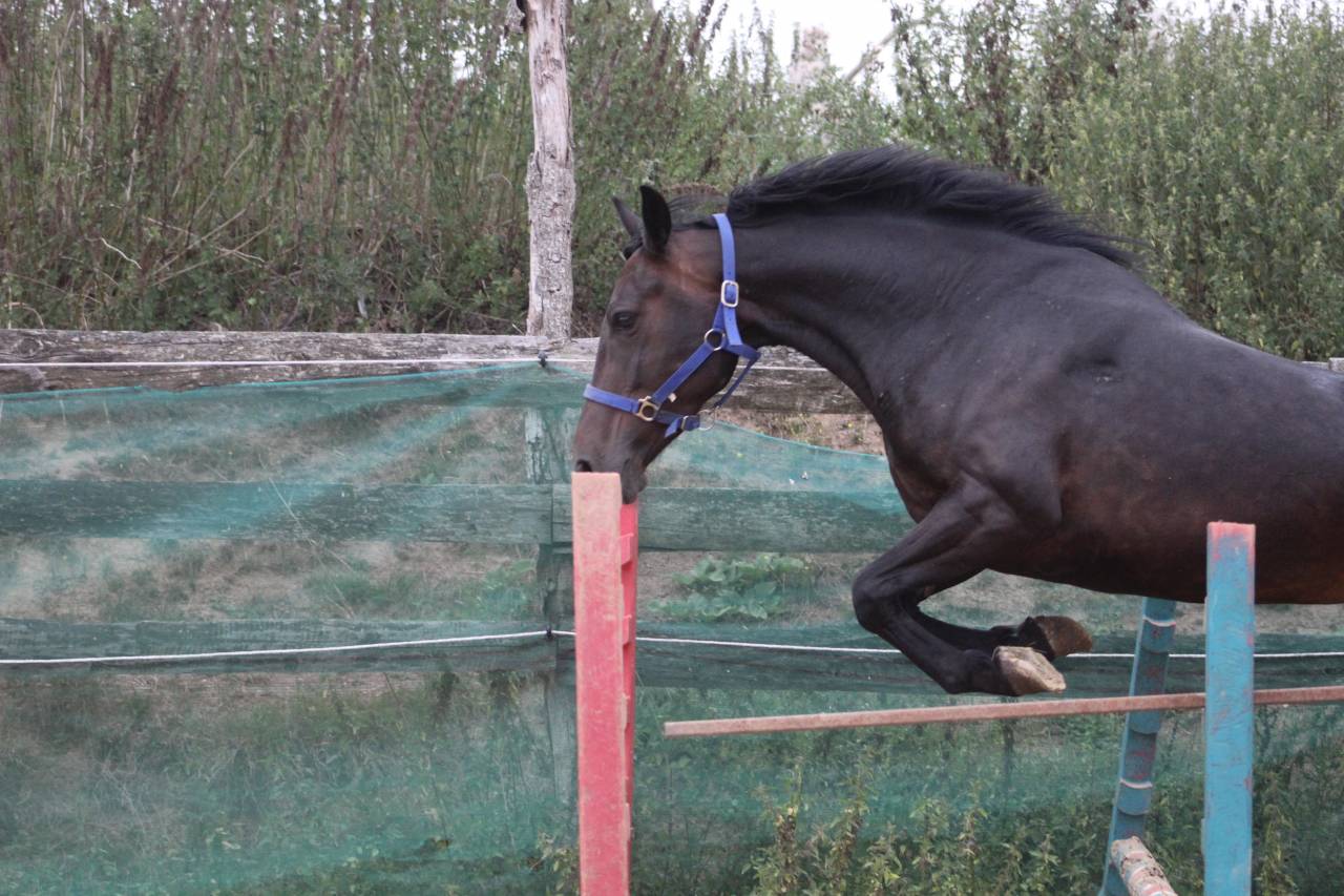 Yegua Poni de Silla Belga En venta 2021 Negro