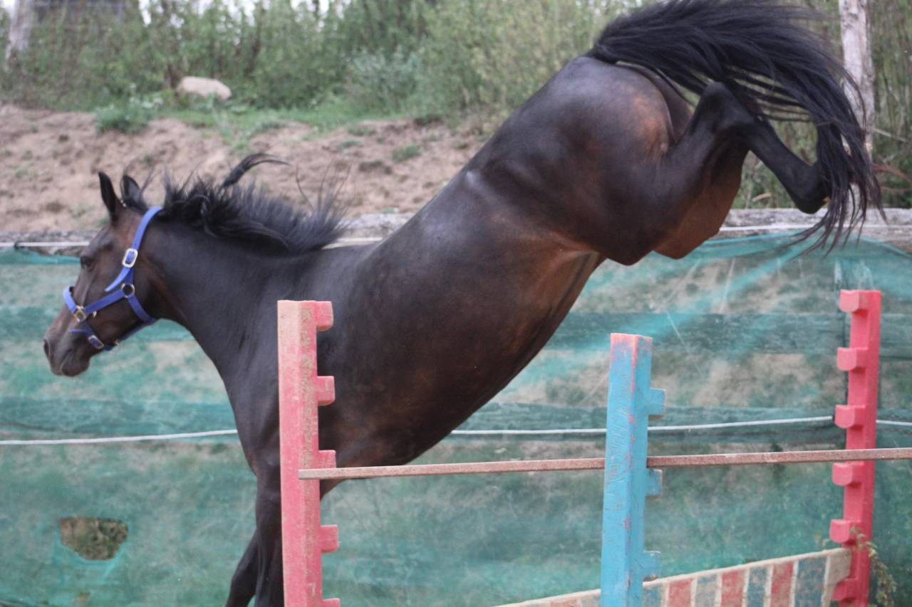 Yegua Poni de Silla Belga En venta 2021 Negro