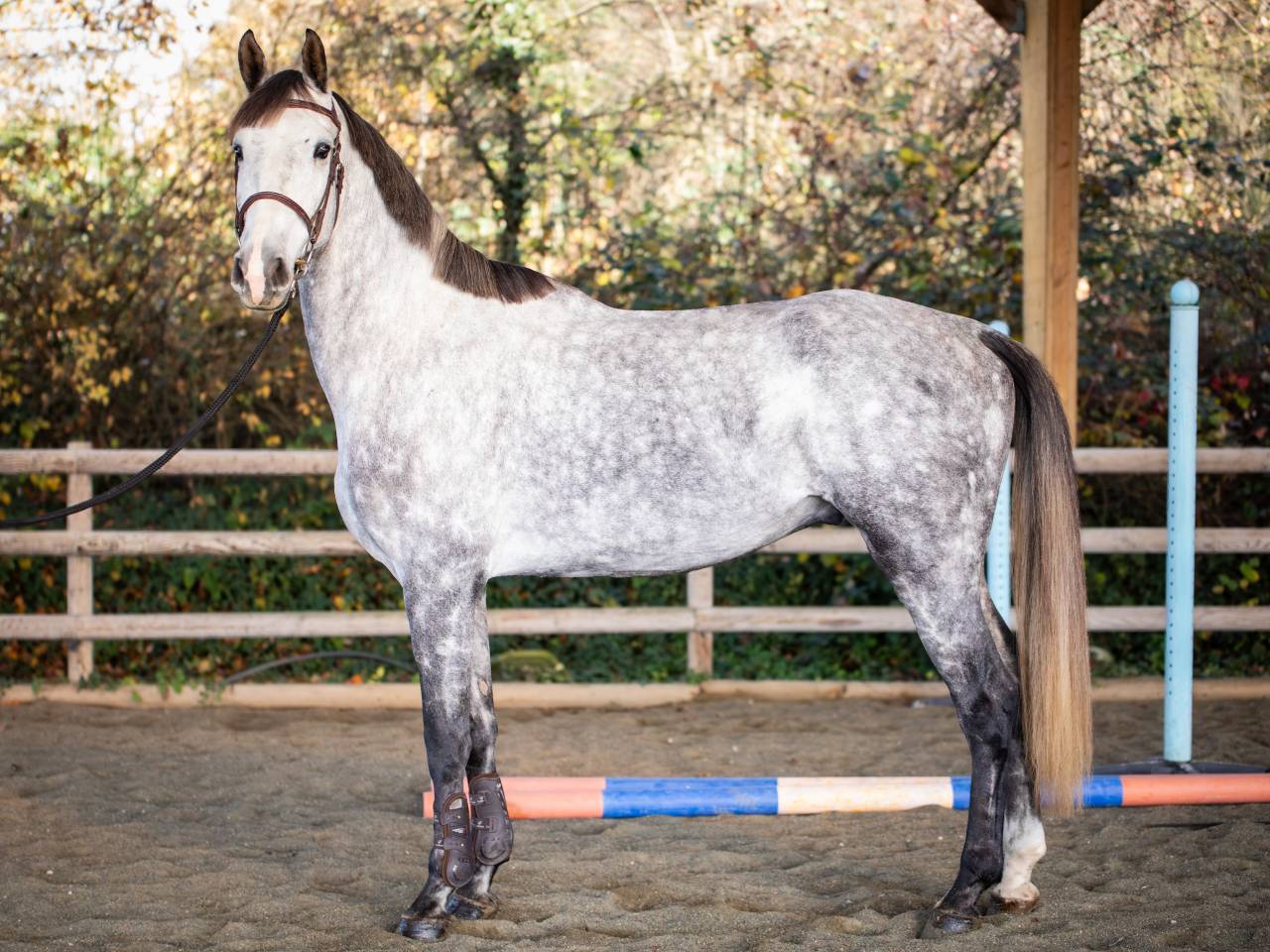 Caballo castrado KWPN Caballo de Deporte Neerland&eacute;s En venta 2020 Tordo