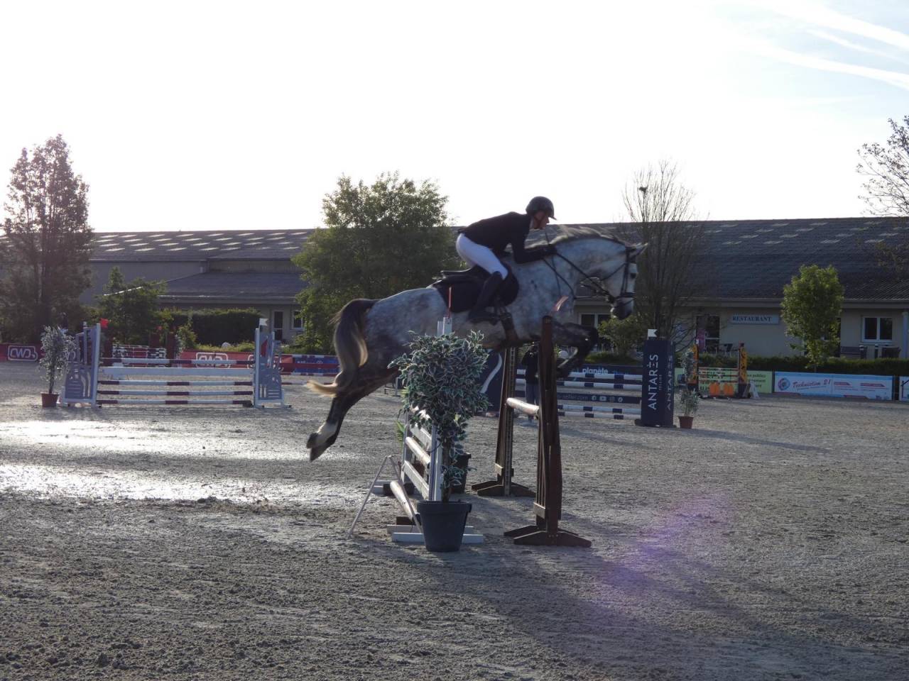 Caballo castrado KWPN Caballo de Deporte Neerland&eacute;s En venta 2020 Tordo