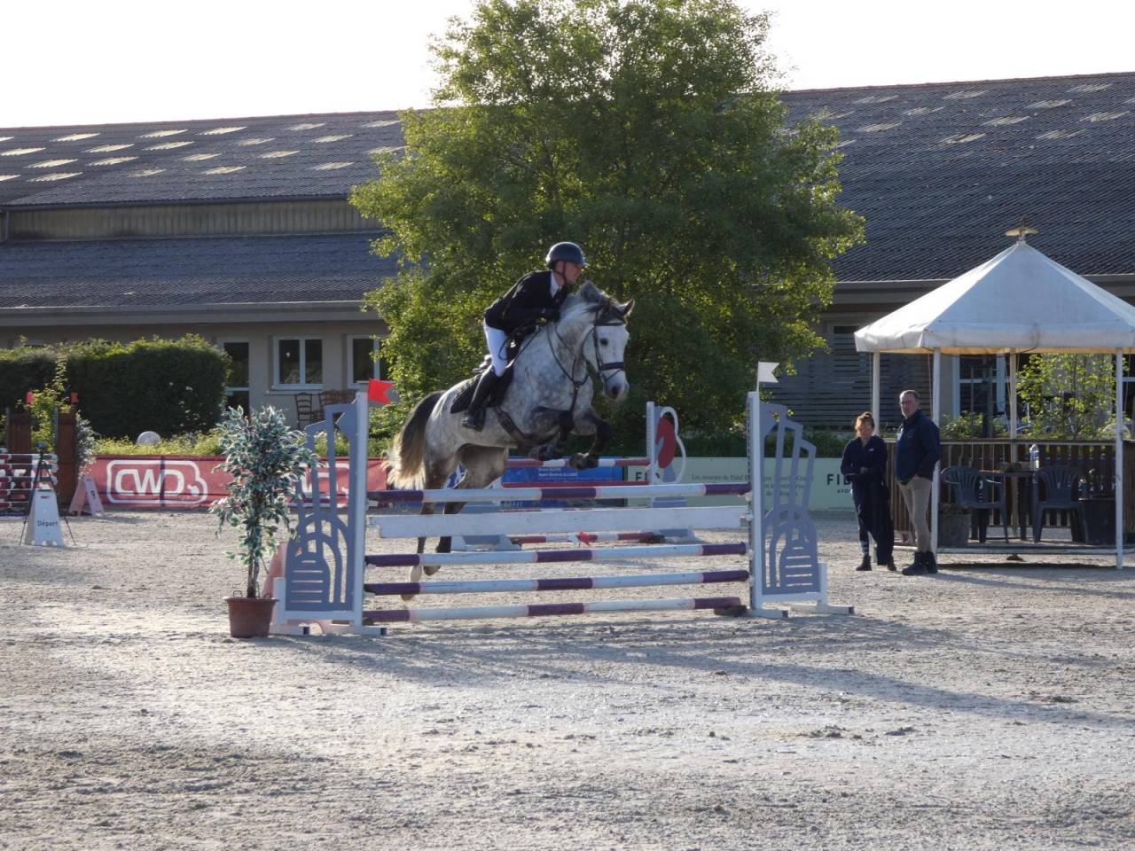 Caballo castrado KWPN Caballo de Deporte Neerland&eacute;s En venta 2020 Tordo
