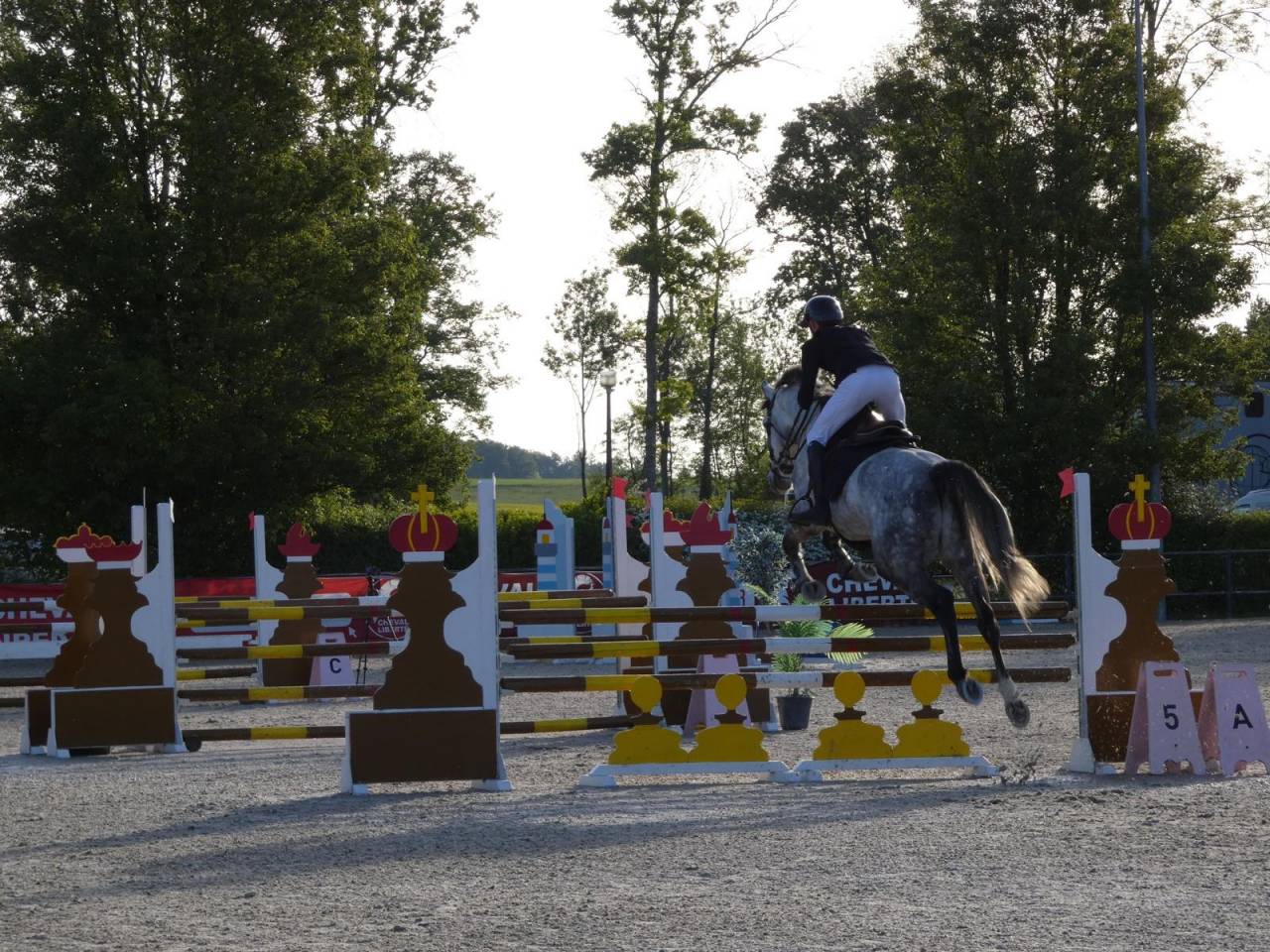 Caballo castrado KWPN Caballo de Deporte Neerland&eacute;s En venta 2020 Tordo