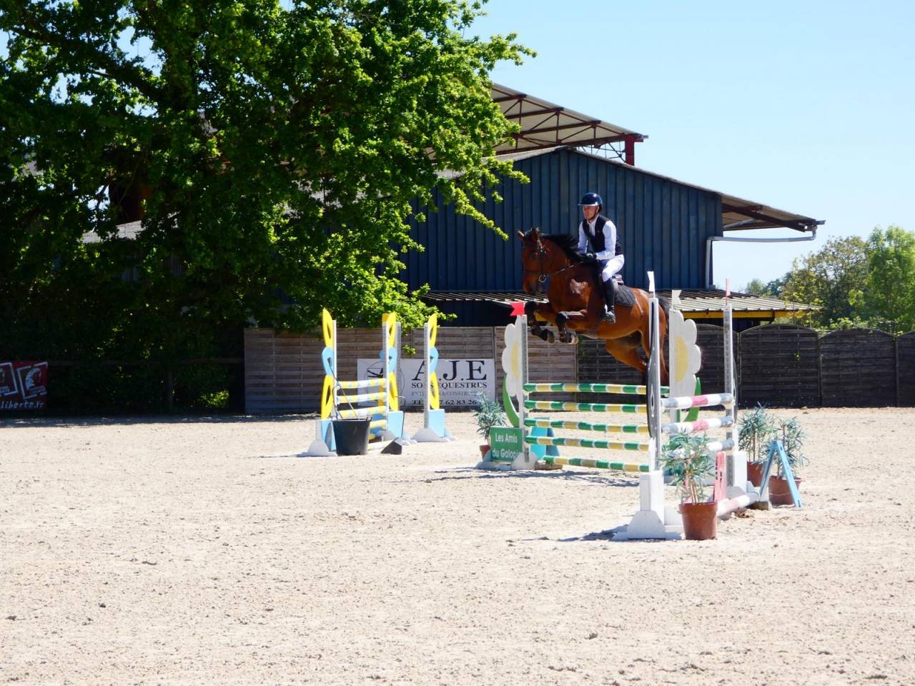 Caballo castrado KWPN Caballo de Deporte Neerland&eacute;s En venta 2021 Bayo