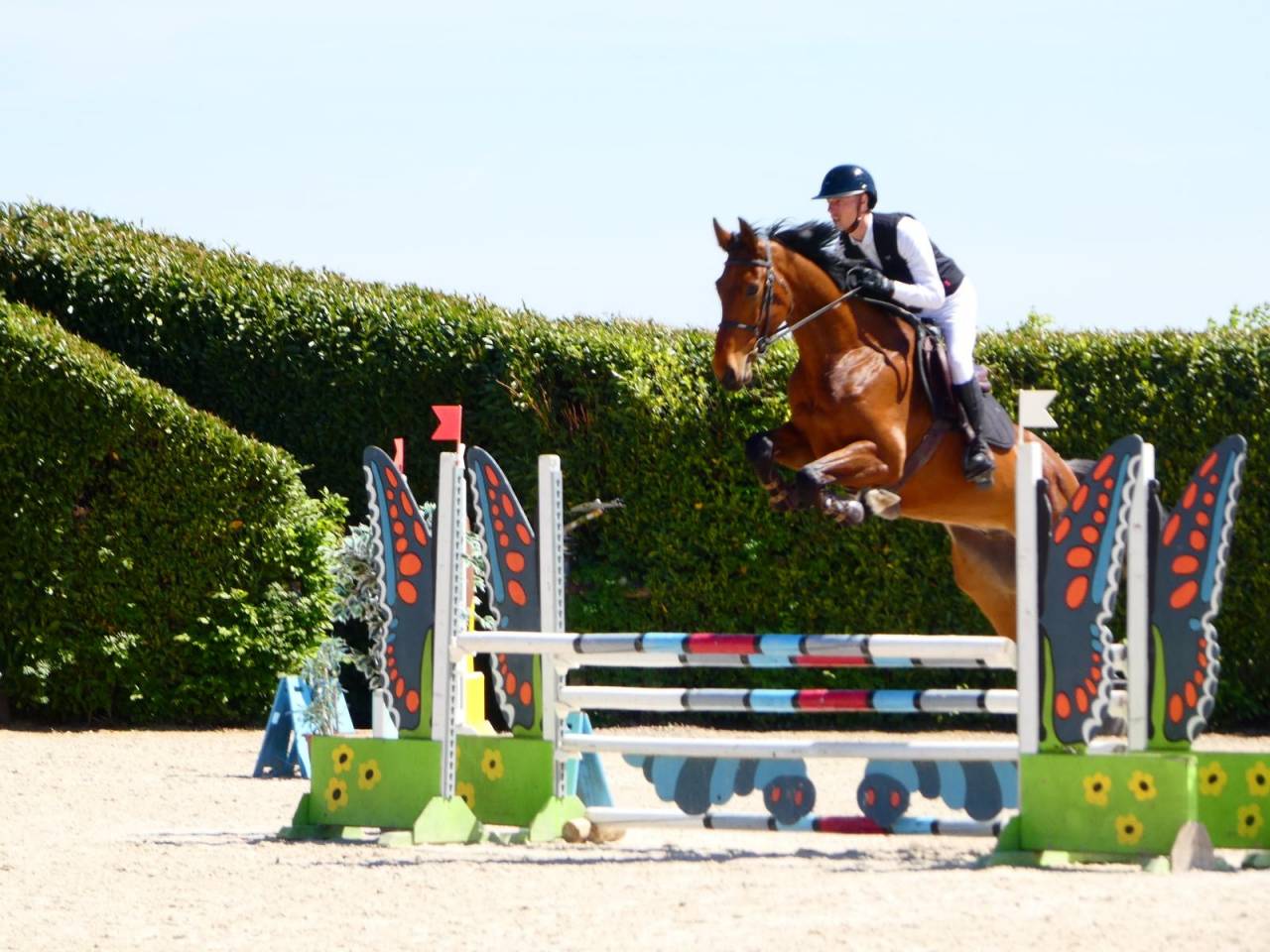 Caballo castrado KWPN Caballo de Deporte Neerland&eacute;s En venta 2021 Bayo