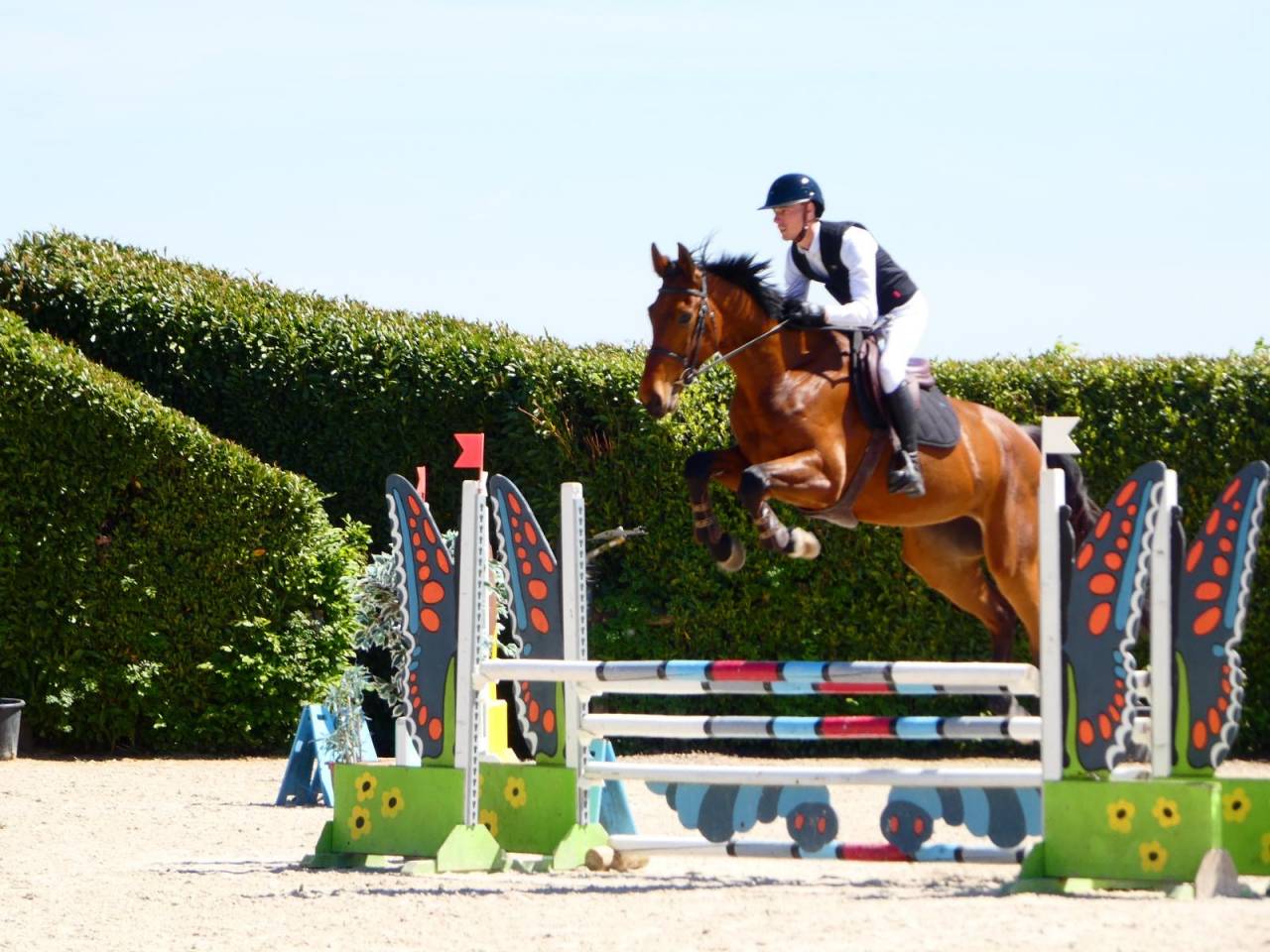 Caballo castrado KWPN Caballo de Deporte Neerland&eacute;s En venta 2021 Bayo