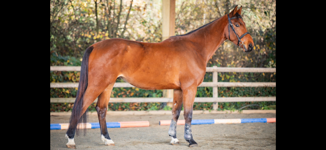 Caballo castrado KWPN Caballo de Deporte Neerland&eacute;s En venta 2021 Bayo