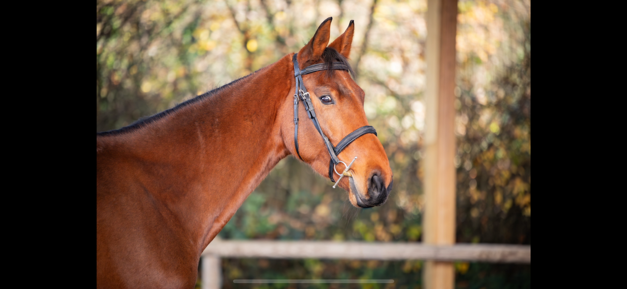 Caballo castrado KWPN Caballo de Deporte Neerland&eacute;s En venta 2021 Bayo
