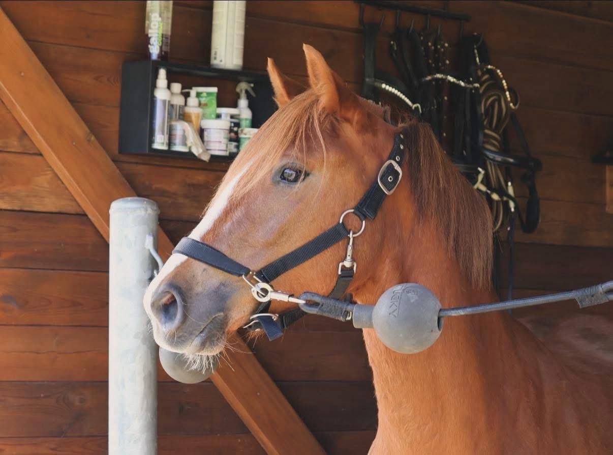 Yegua PFS Poni Fran&ccedil;&eacute;s de Silla En venta 2022 Alaz&aacute;n por Follow me fast