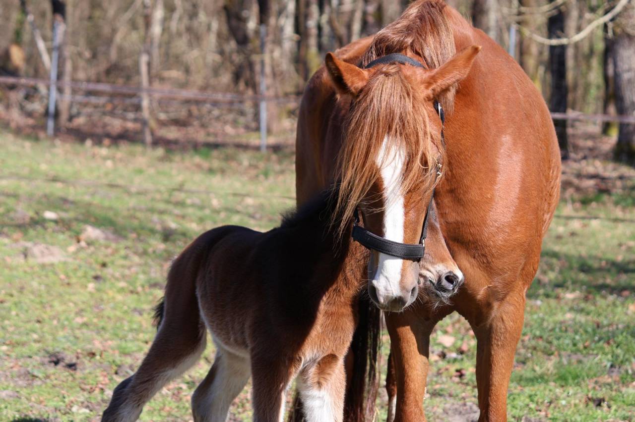 Yegua PFS Poni Fran&ccedil;&eacute;s de Silla En venta 2022 Alaz&aacute;n por Follow me fast